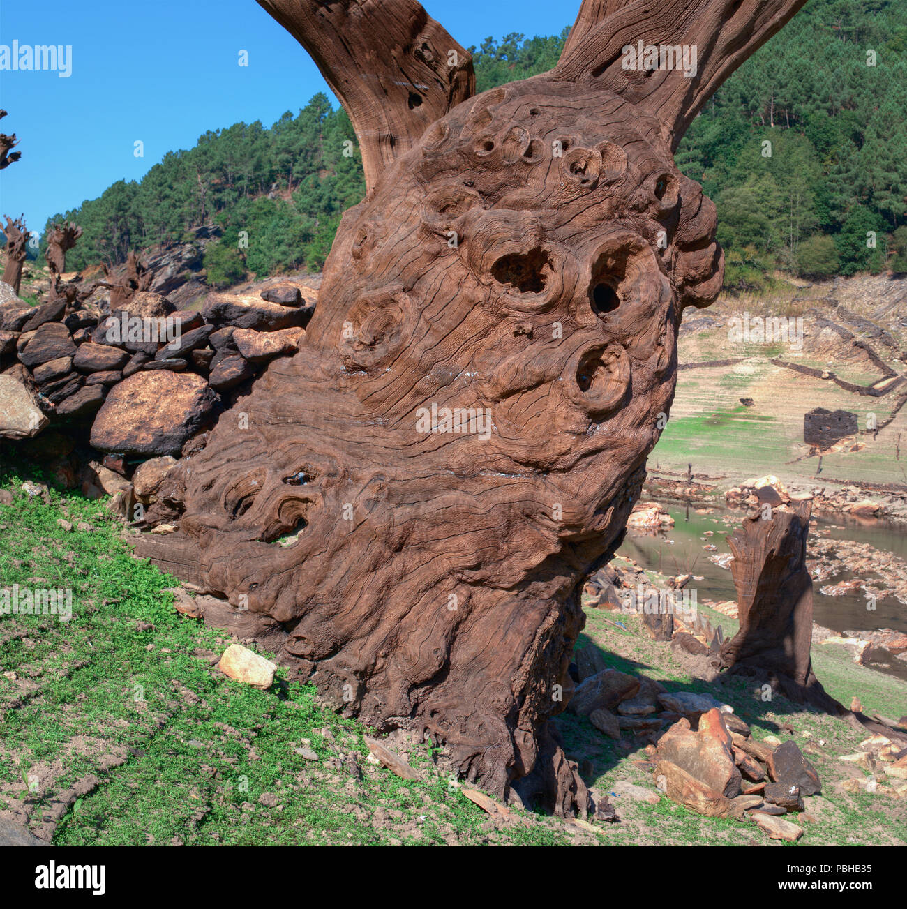 Antropomórfico y enorme tronco de árbol muerto mineralizado y por las Aguas del Embalse de Belesar Foto Stock