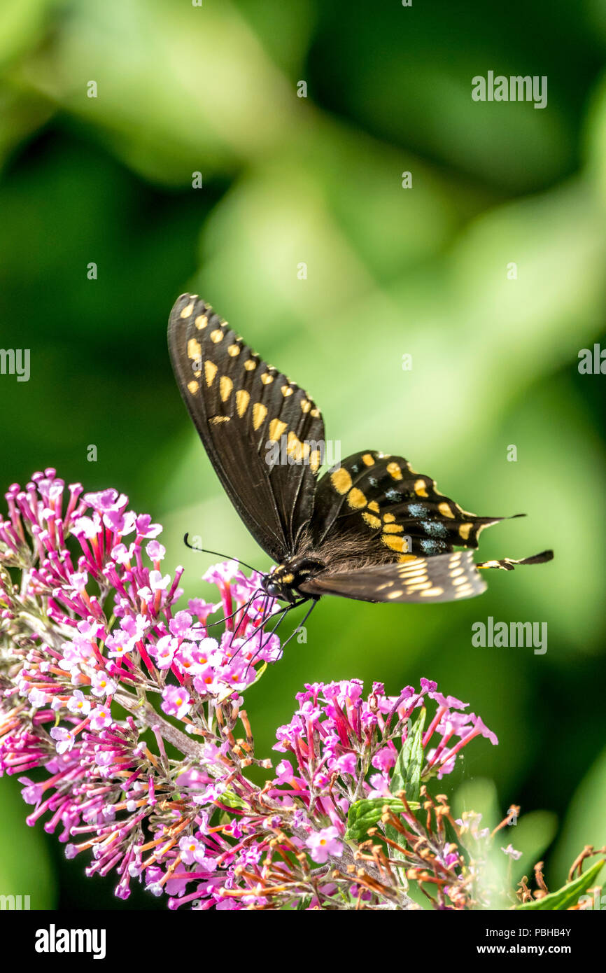 Papilio polyxenes, il nero orientale a coda di rondine, Americano a coda di rondine o pastinaca a coda di rondine, è una farfalla che si trovano in tutta gran parte del Nord America. Foto Stock