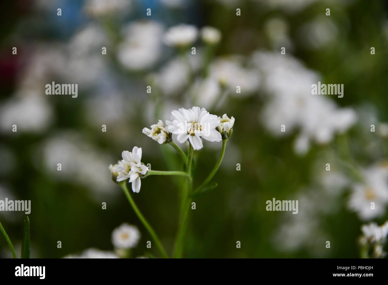 Ptarmica Achiliea pianta con i fiori bianchi close up Foto Stock