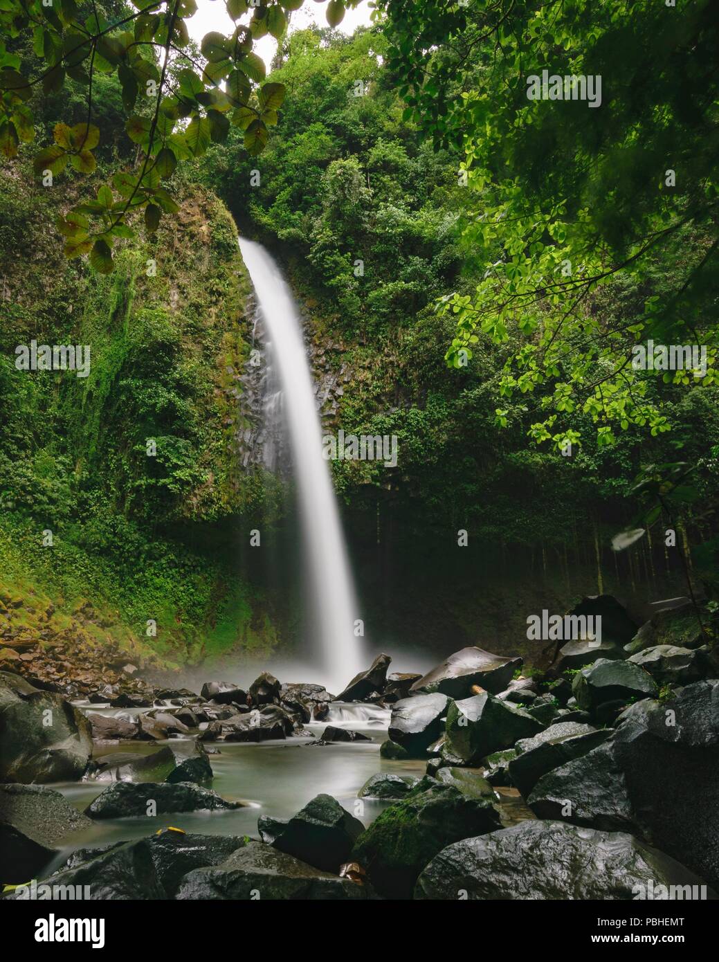 Costa Rican della natura e della fauna e flora selvatiche Foto Stock