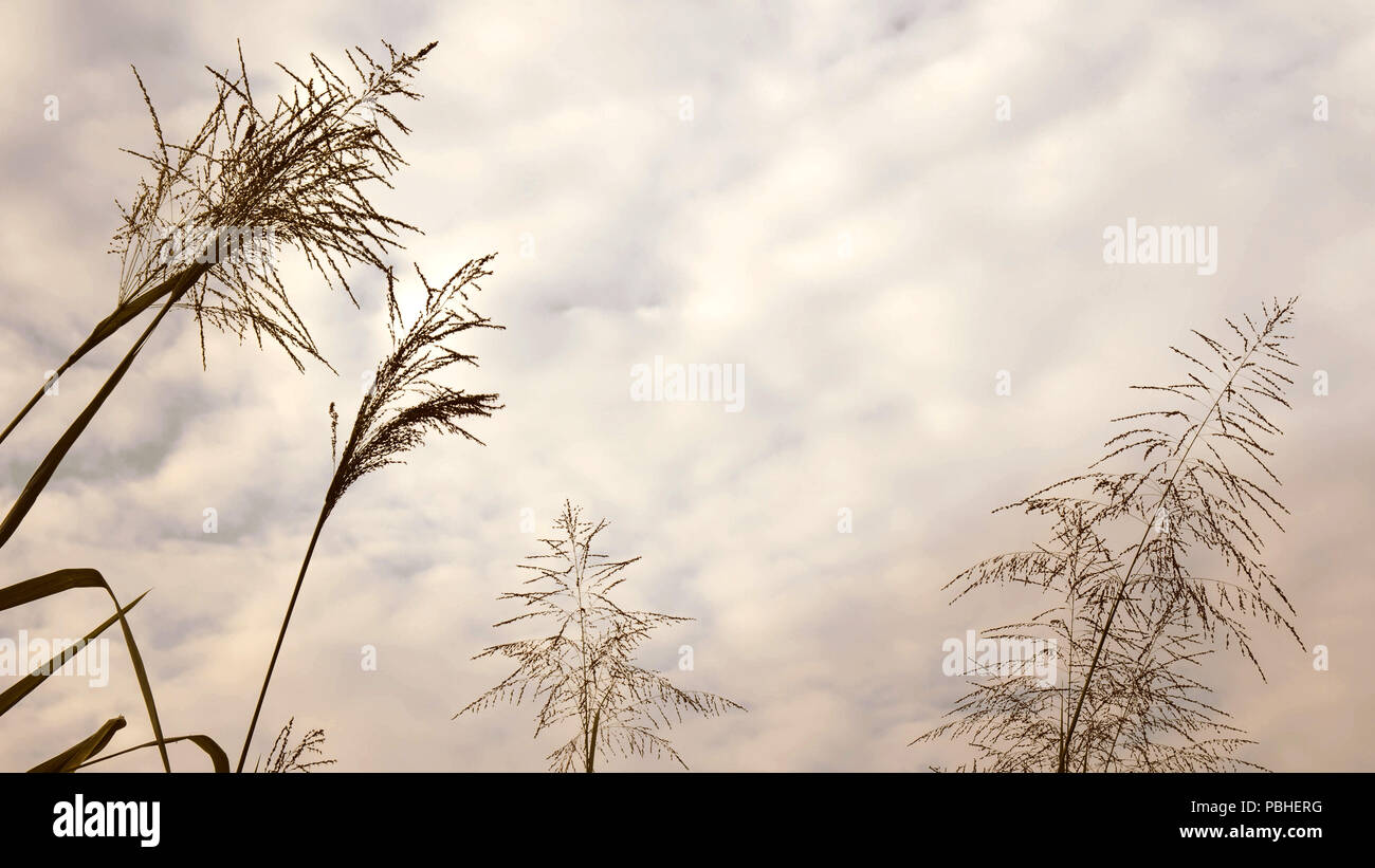 Fiore silhouette di erba sul cielo di nuvole e sole. Foto Stock