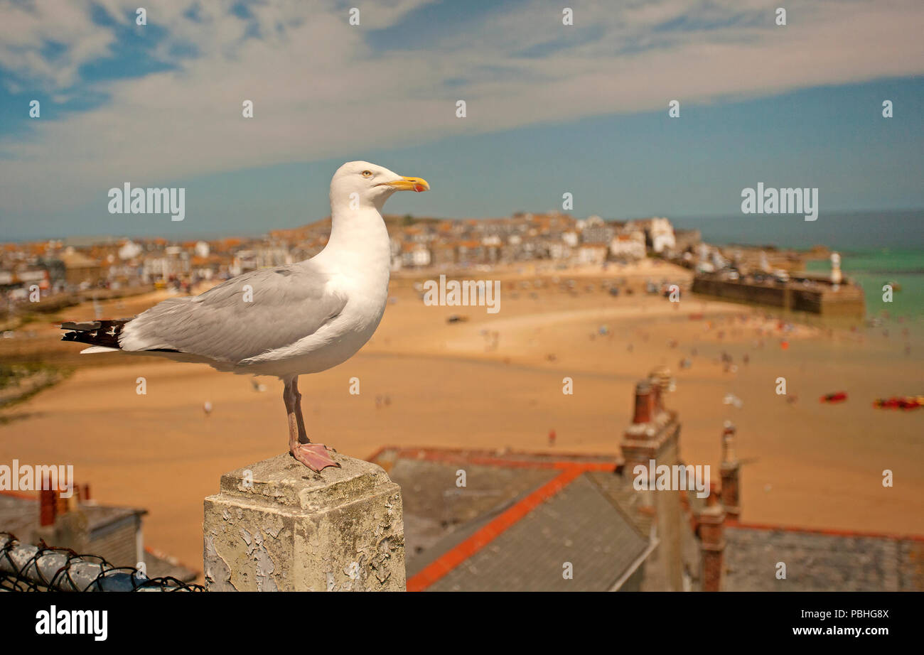 Un cheeky Sea Gull sul tetto con sabbia in background Foto Stock