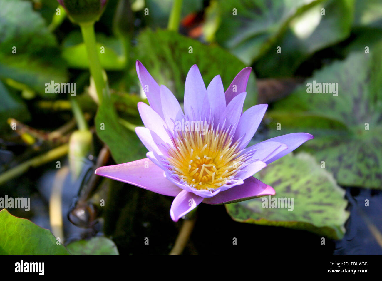 In prossimità di acqua viola Lillies Foto Stock