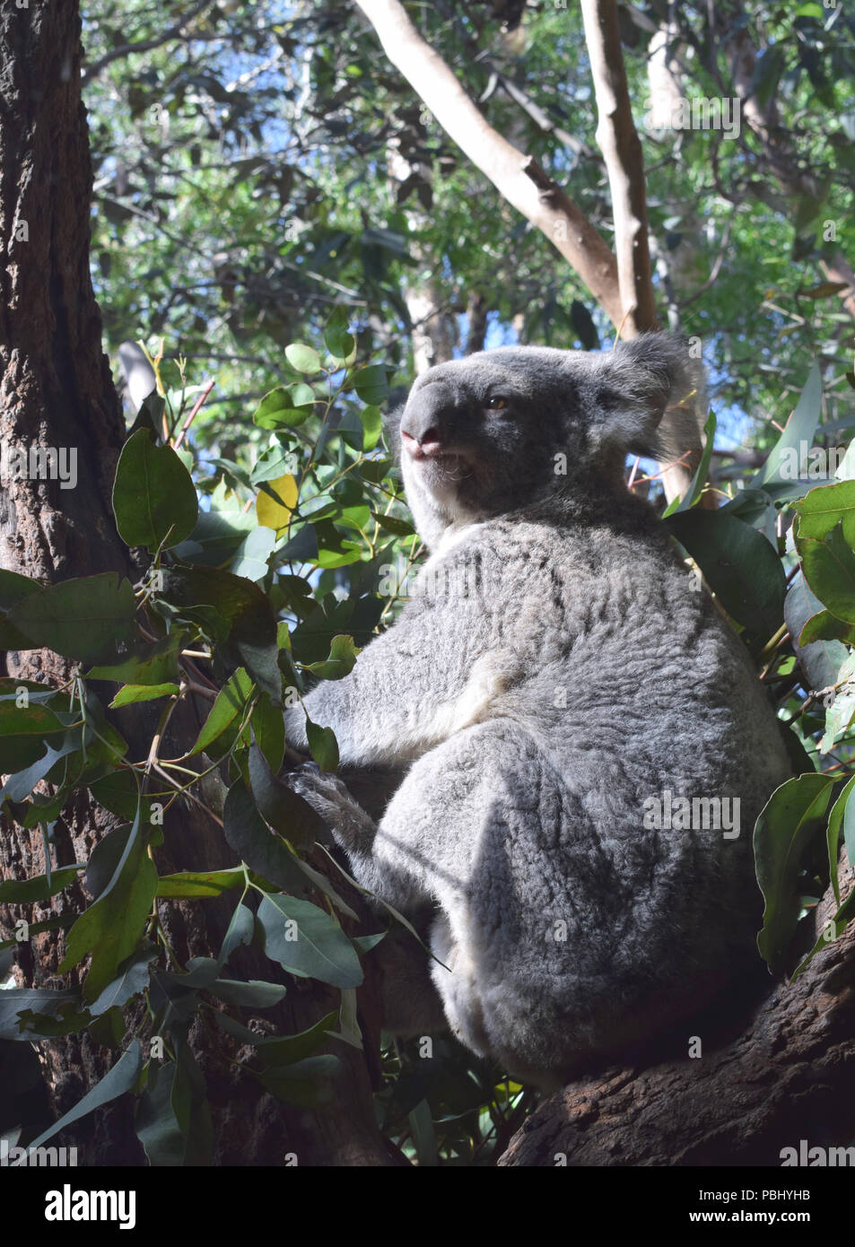 Il Koala godendo il sole in vita selvaggia di Sydney. Foto Stock