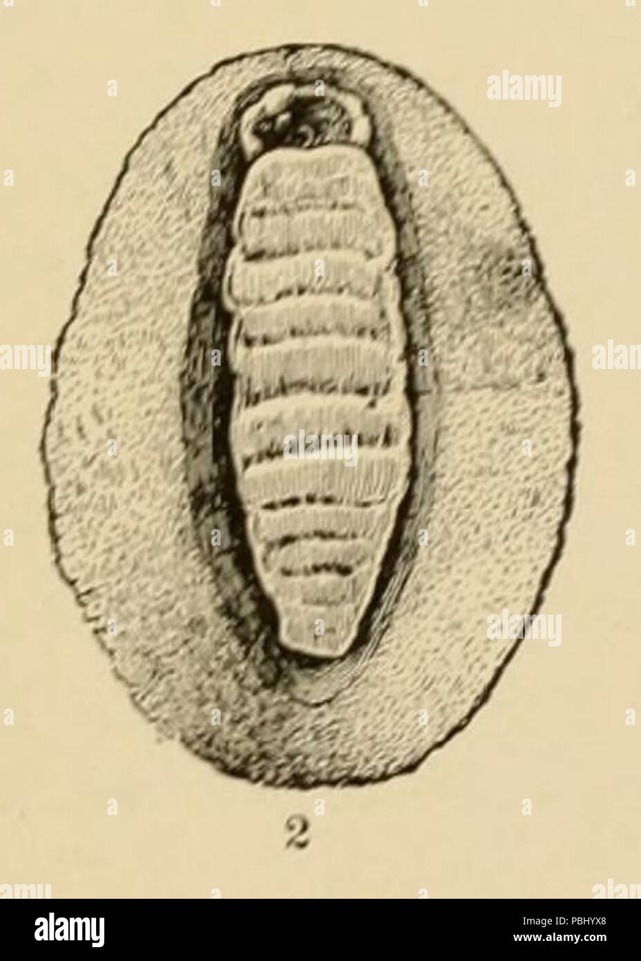1786 U.S. Il Museo Nazionale del procedimento Vol XVI Pl l occidente American Molluschi (Fig 2) Foto Stock