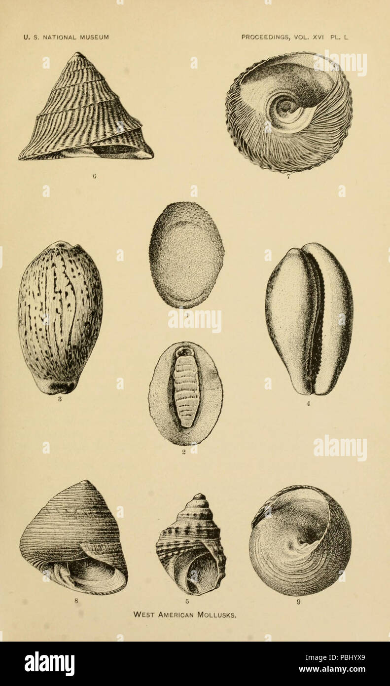 1786 U.S. Il Museo Nazionale del procedimento Vol XVI Pl l occidente American molluschi Foto Stock