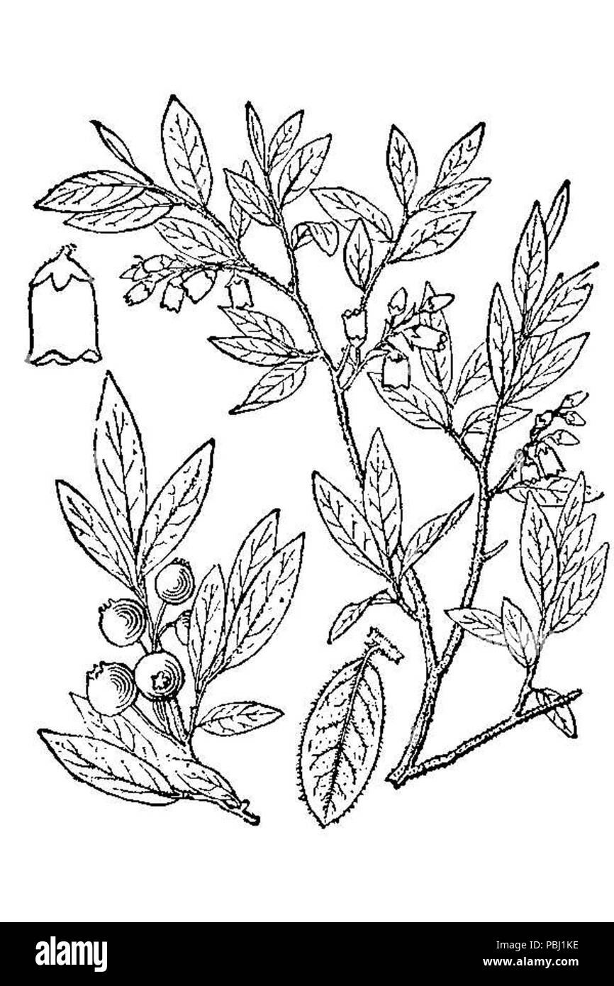 1798 Vaccinium myrtilloides Foto Stock
