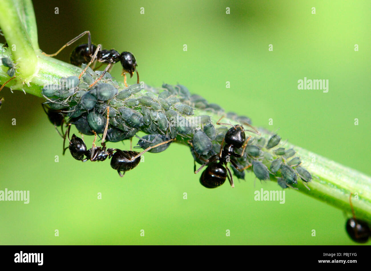 Nero Garden formiche (Lasius niger) "biologica" afidi per il dolce sticky 'melata' sono in grado di secernere Foto Stock