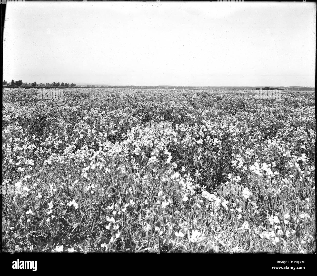 1816 Vista del pisello dolce campo (eventualmente a sementi Bodger farm), a Redondo Beach, guardando ad est dall'Hotel Redondo, ca.1904-1920 (CHS-5492) Foto Stock