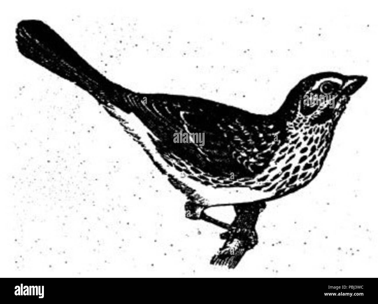 1821 Vintage disegno di uccelli Foto Stock