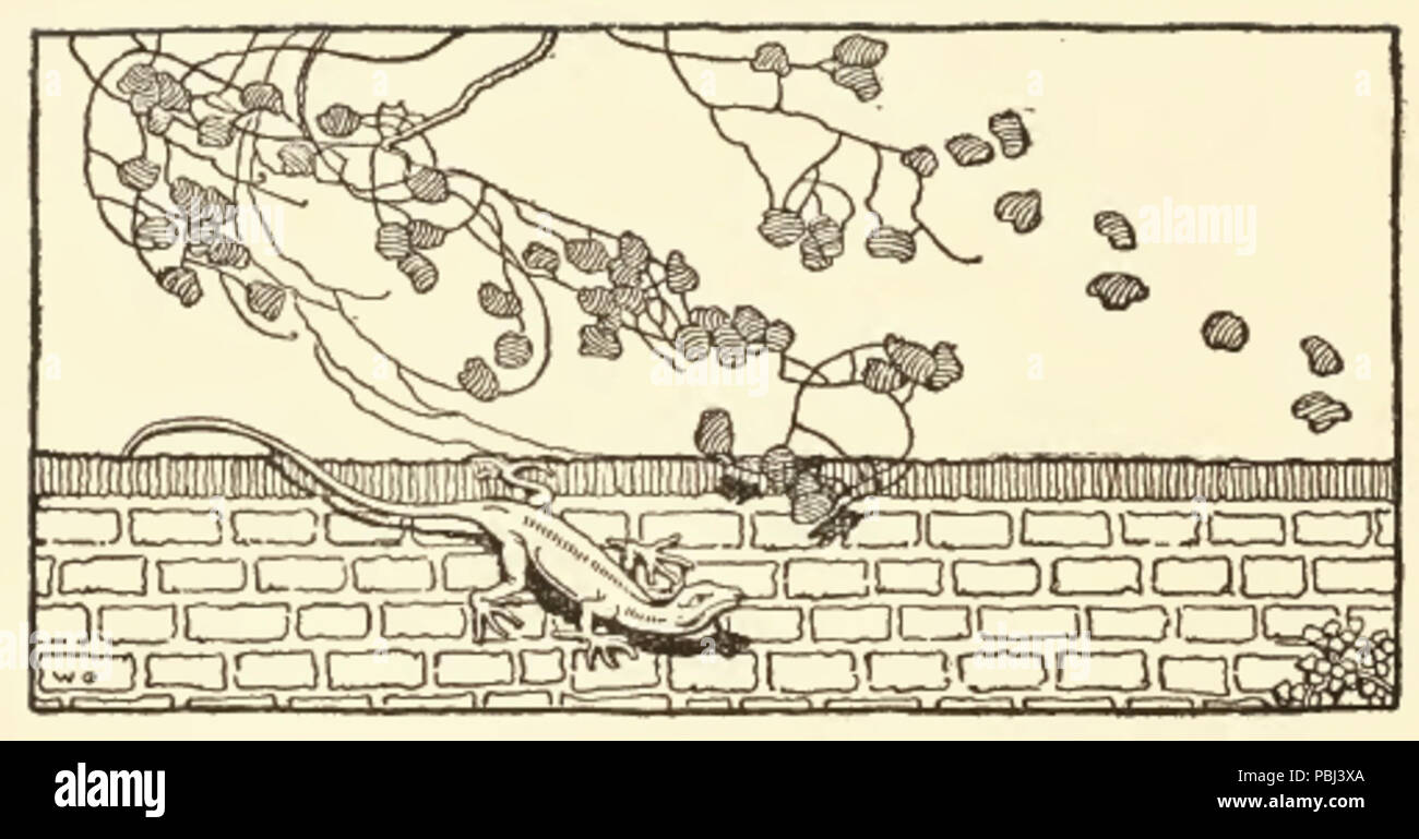 1821 Vintage Lizard disegno Foto Stock