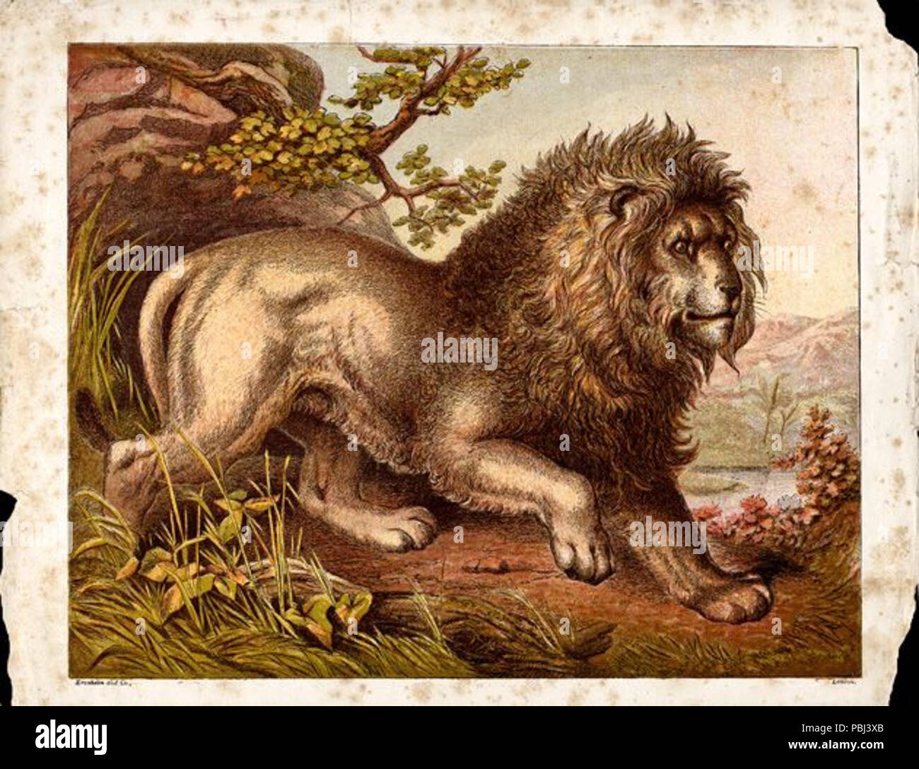 1821 Vintage disegno di Lion Foto Stock