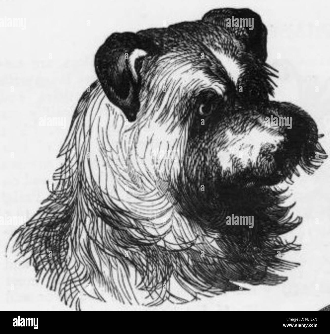 1821 Vintage Scotch Terrier disegno Foto Stock