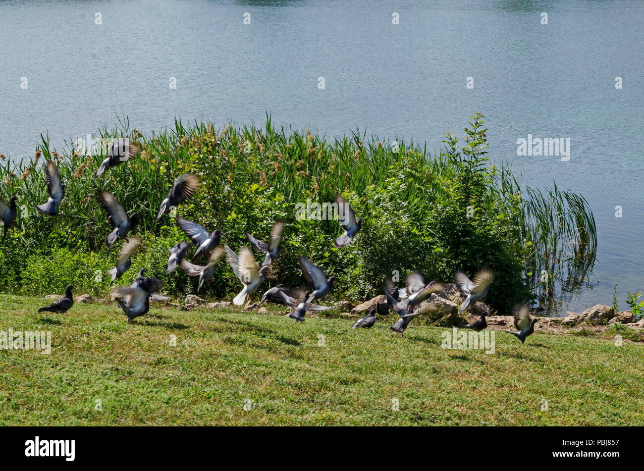 Gruppo Piccioni, Colomba o Columba livia con piume variegato volare da prato sopra il lago, distretto Drujba, Sofia, Bulgaria Foto Stock