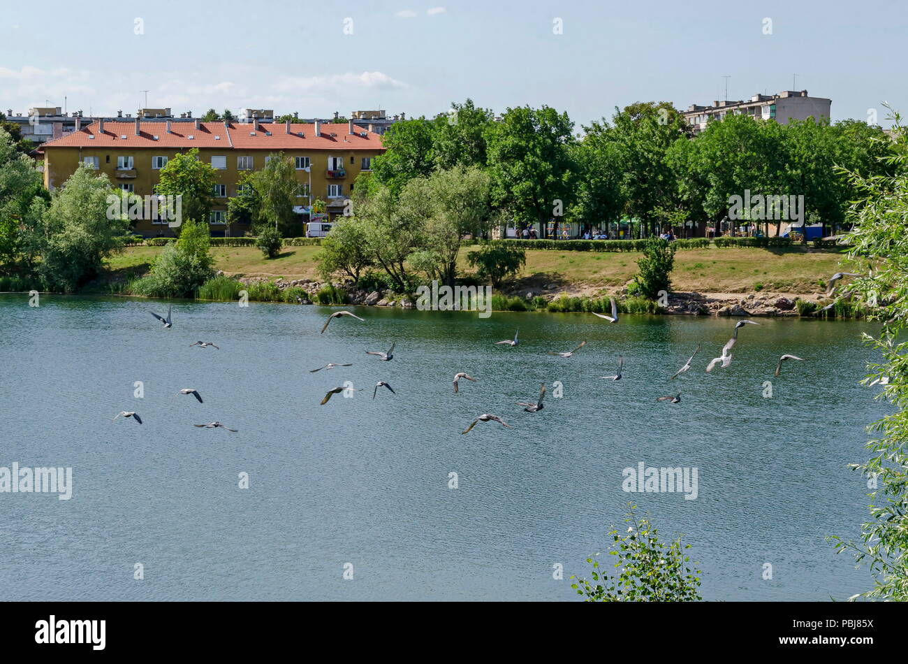 Gruppo Piccioni, Colomba o Columba livia con piume variegato di volare al di sopra del lago, distretto Drujba, Sofia, Bulgaria Foto Stock