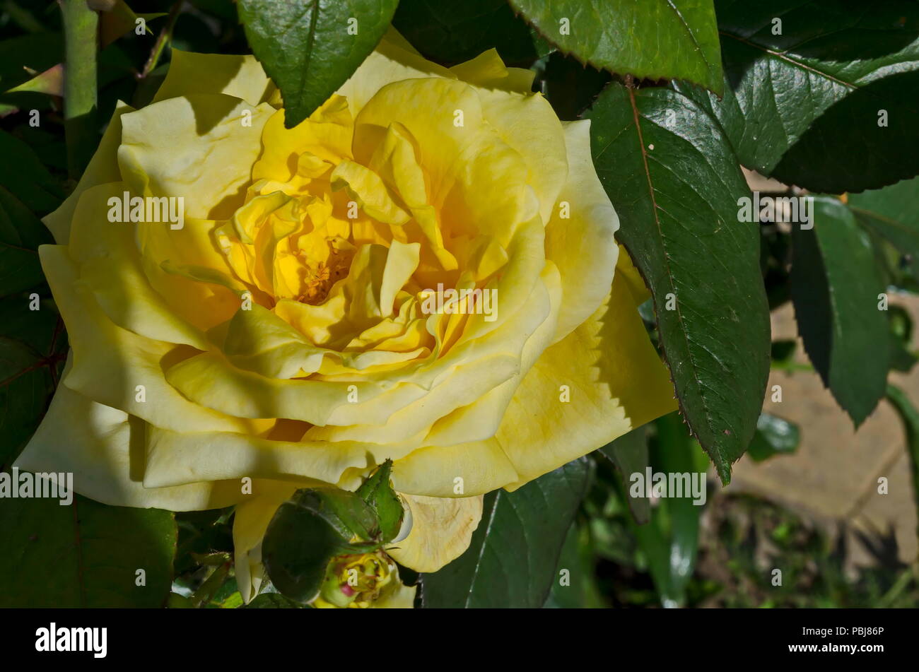 Rametto fresco rosa gialla fiore fiore nel giardino, district Drujba, Sofia, Bulgaria Foto Stock