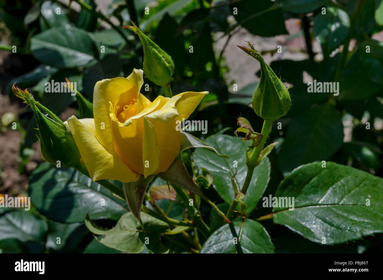 Rametto fresco rosa gialla fiore fiore nel giardino, district Drujba, Sofia, Bulgaria Foto Stock