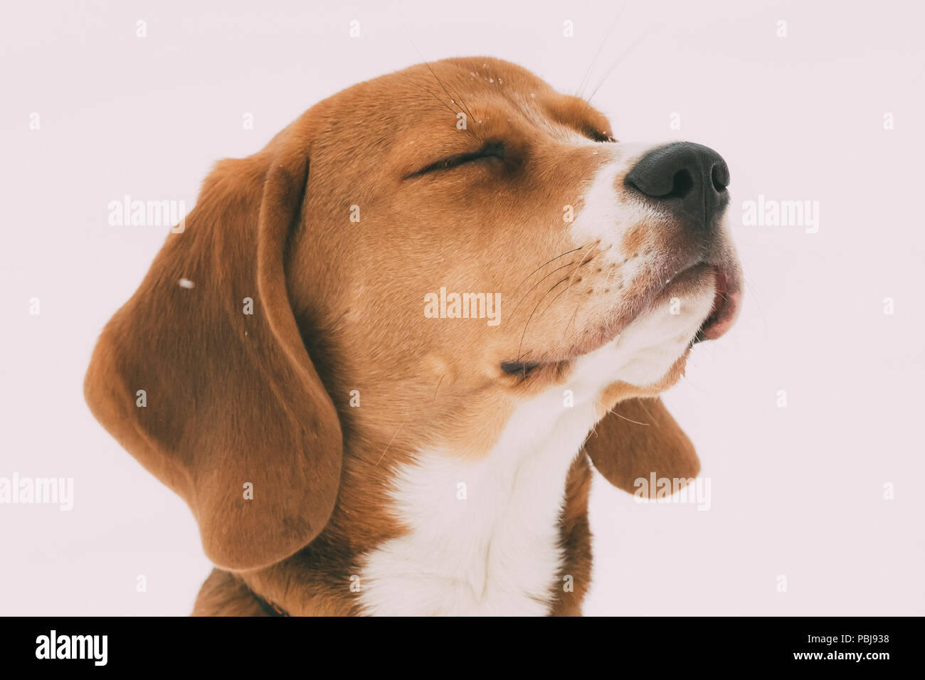 Close up ritratto del bellissimo cucciolo di Beagle inglese con gli occhi chiusi nella giornata d'inverno. Foto Stock