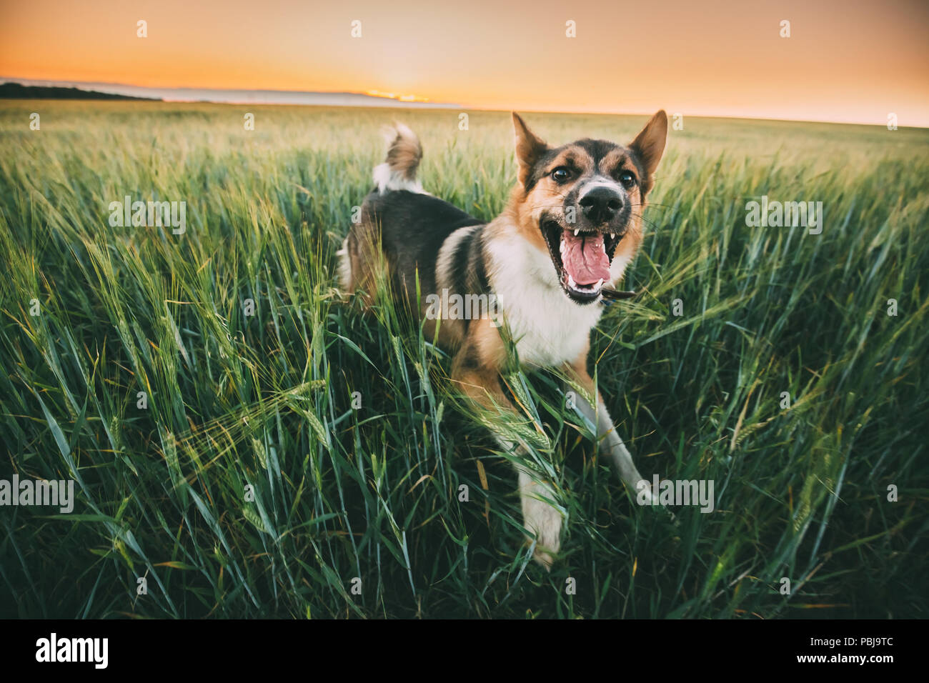 Divertente di razza cane giocando In verde erba di frumento in campo in serata estiva l'orario del tramonto. Foto Stock
