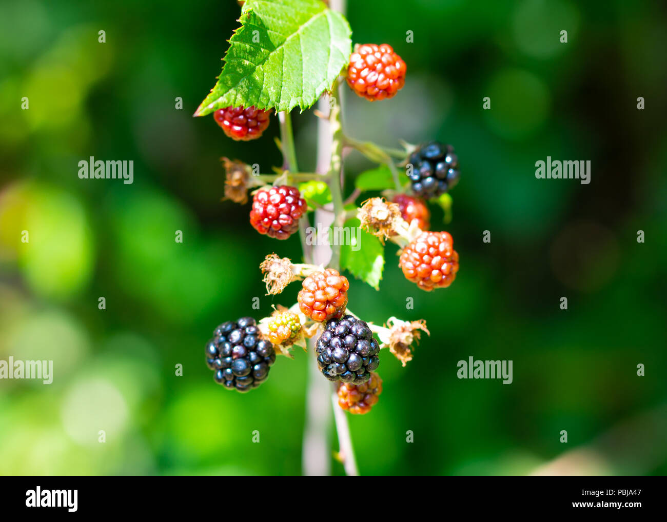 Wild blackberry su una boccola con black mature e rosse bacche di maturazione in una foresta Foto Stock