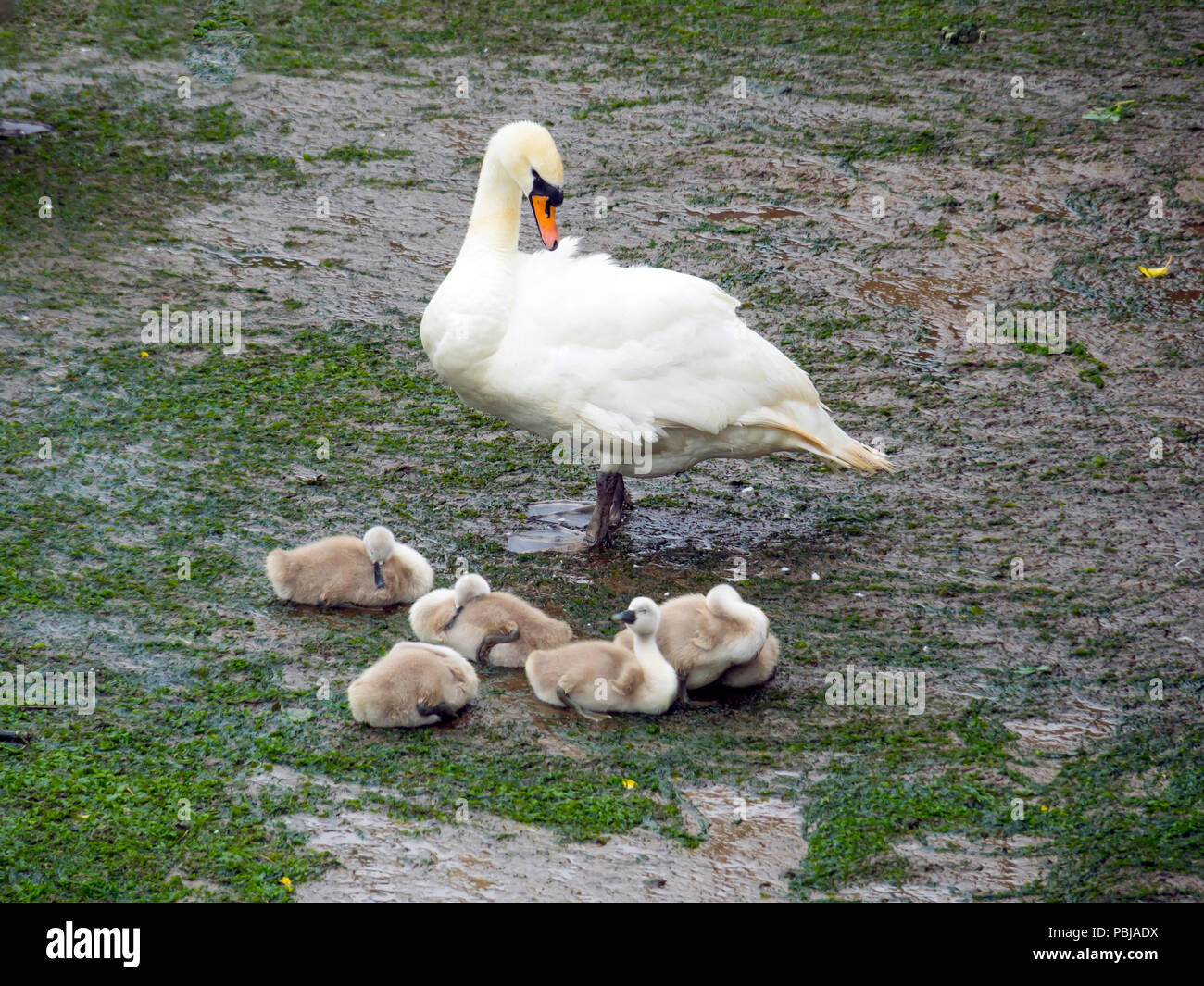 Un cigno Cygnus olor su un bacino portuale a bassa marea con sei cygnets Foto Stock