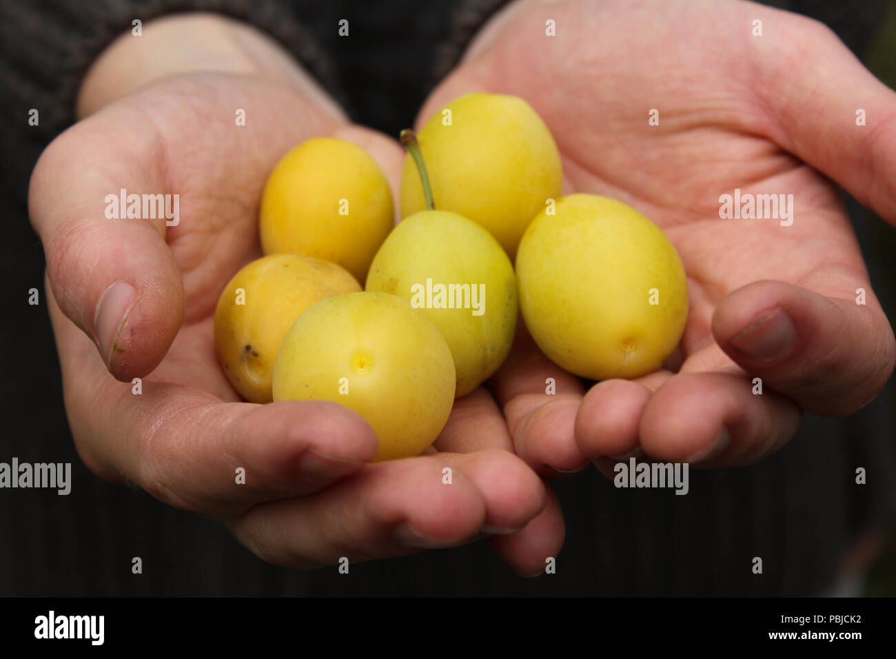Mani che tengono le prugne fresche raccolte dalla struttura ad albero . Foto Stock