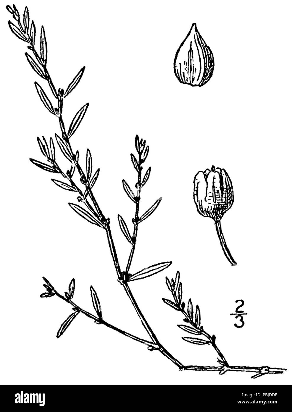 1210 Polygonum bellardii BB-1913 Foto Stock