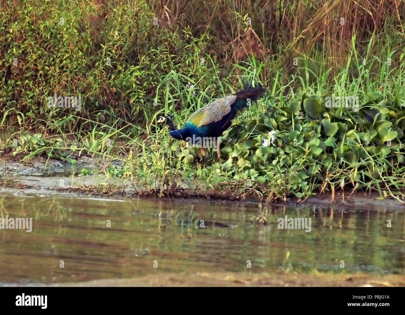 Peacock (peafowl genere pavo linnaeus) nella natura, Chitwan, Nepal Foto Stock