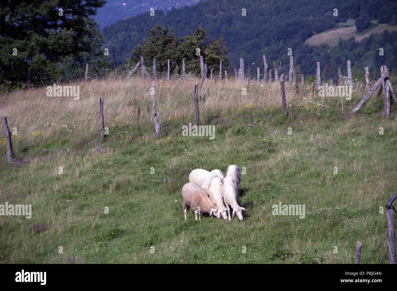 Campagna, Western Serbia - gregge di pecore al pascolo su un recintato-off prato Foto Stock