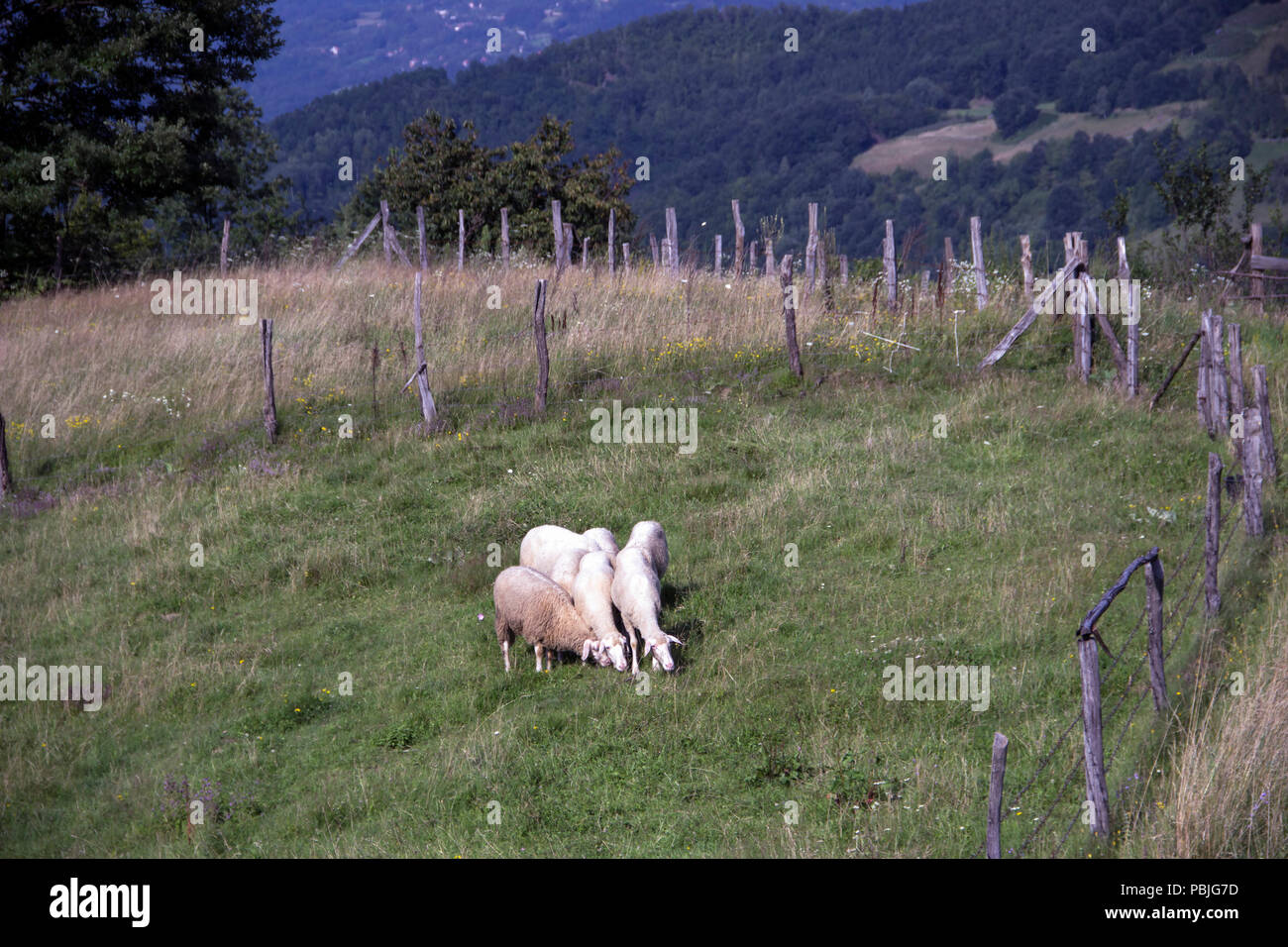 Campagna, Western Serbia - gregge di pecore al pascolo su un recintato-off prato Foto Stock