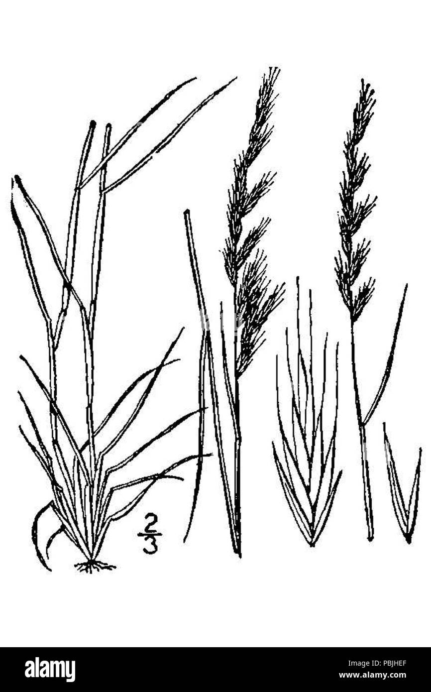 1826 membranacea octoflora var. octoflora Foto Stock