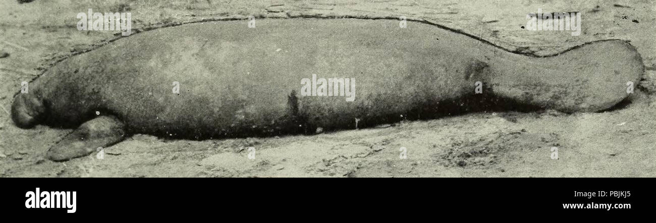 1843 Westafricanmanatee2 Foto Stock
