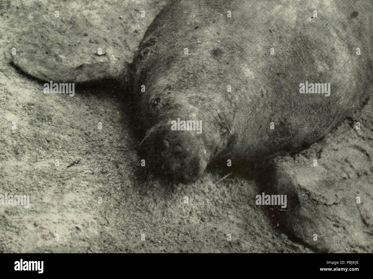 1843 Westafricanmanatee3 Foto Stock