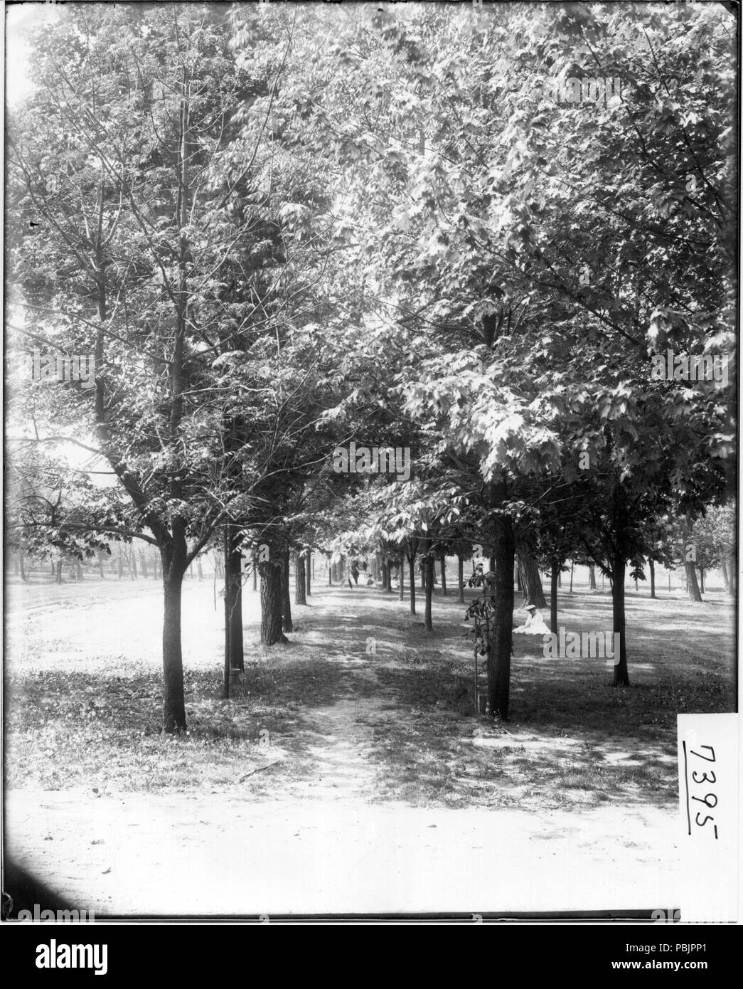 1868 zona boscosa di Miami University campus 1906 (3191879113) Foto Stock