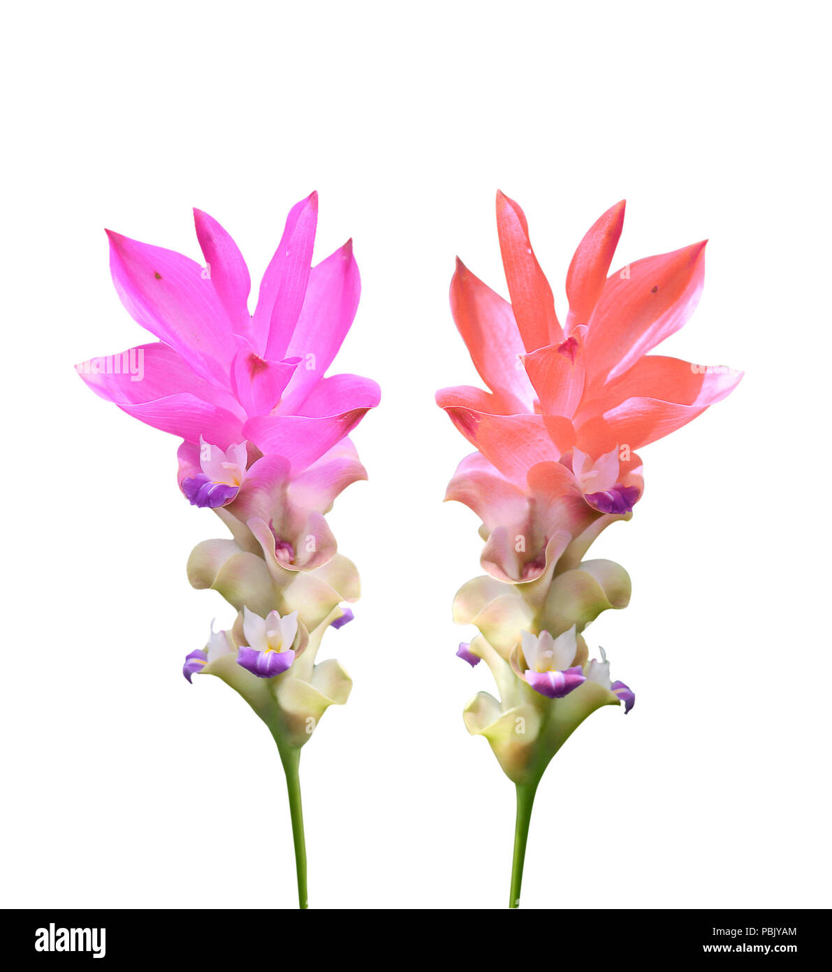 Curcuma alismatifolia Foto Stock