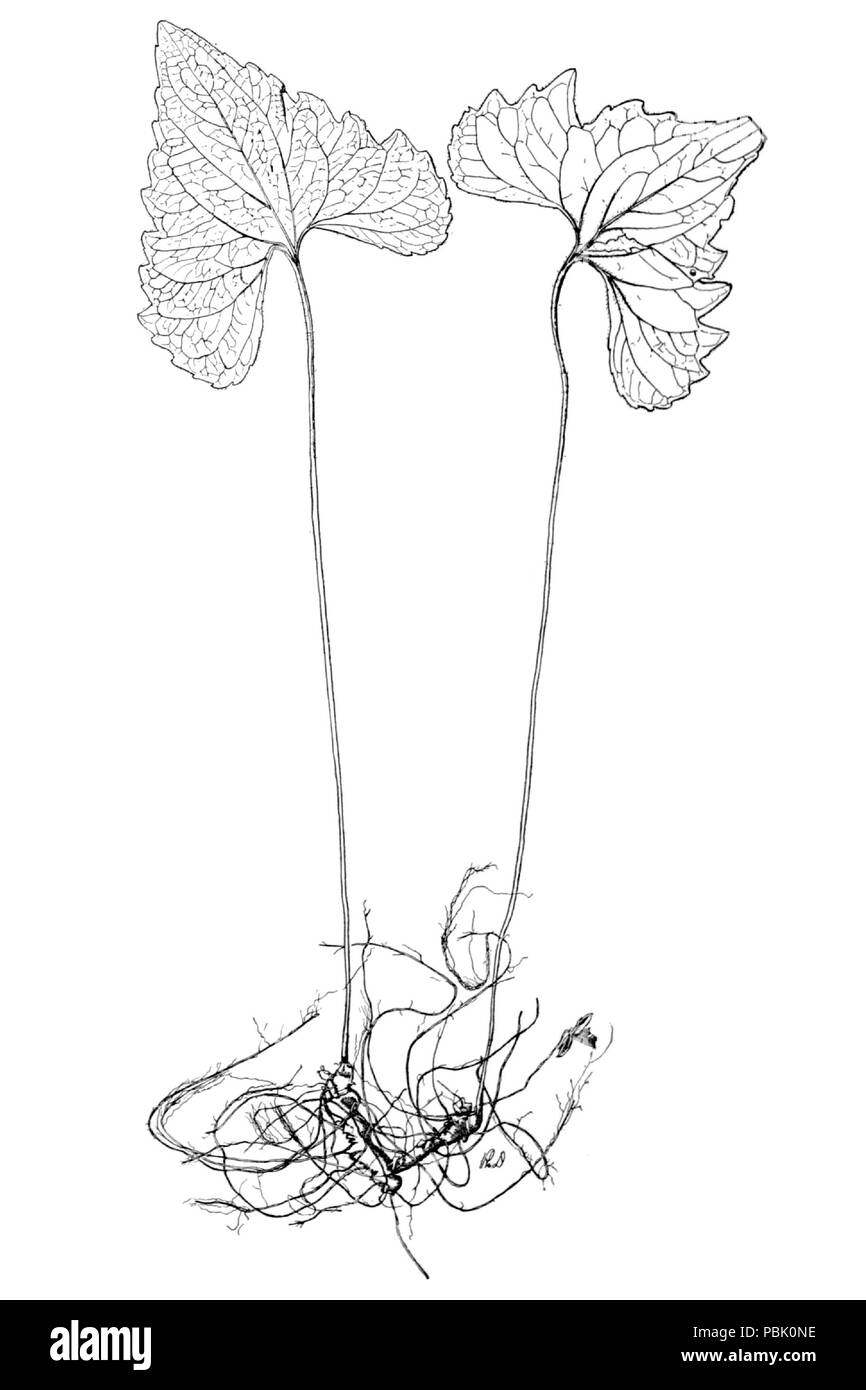 1821 viola affinis × palmata VSI-13 Foto Stock