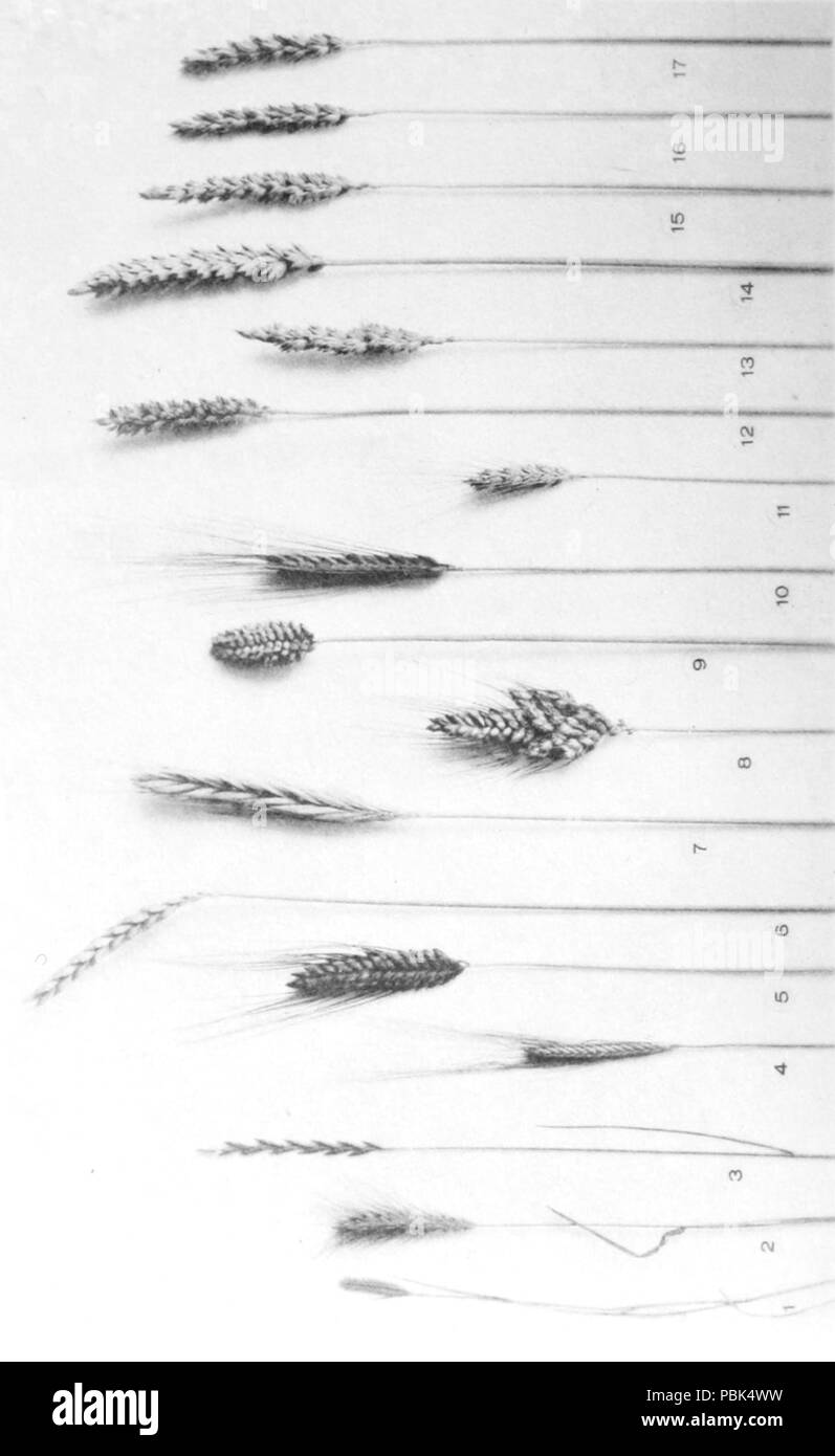 1846 le varietà di frumento Foto Stock