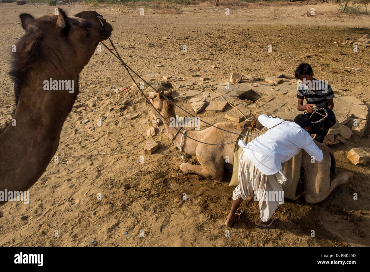 Camel Safari nel Deserto Parco Nazionale di Jaisalmer - India Rajastan di giugno 2018 Foto Stock