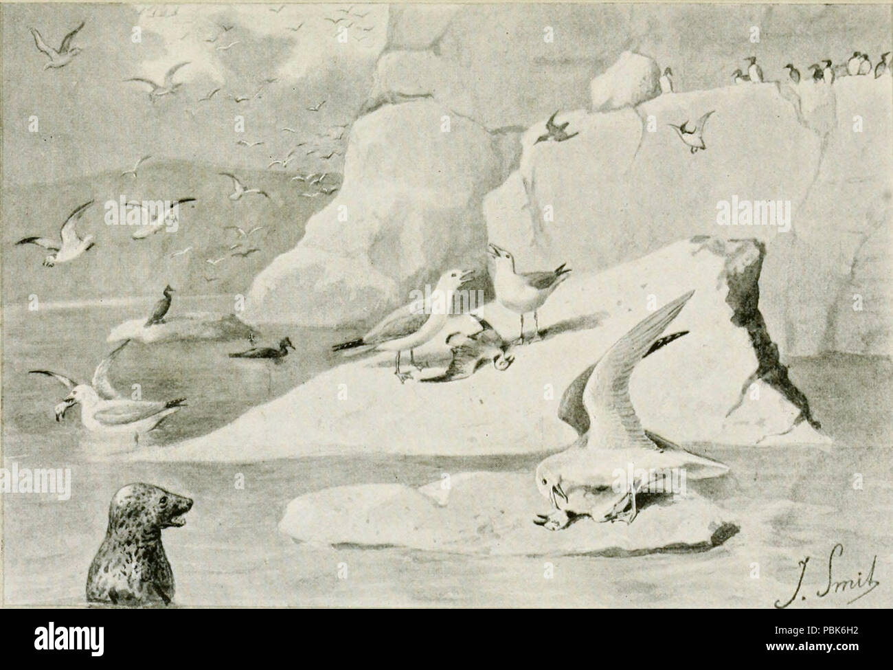 Natura 1084 Rosso nel dente e artiglio Foto Stock