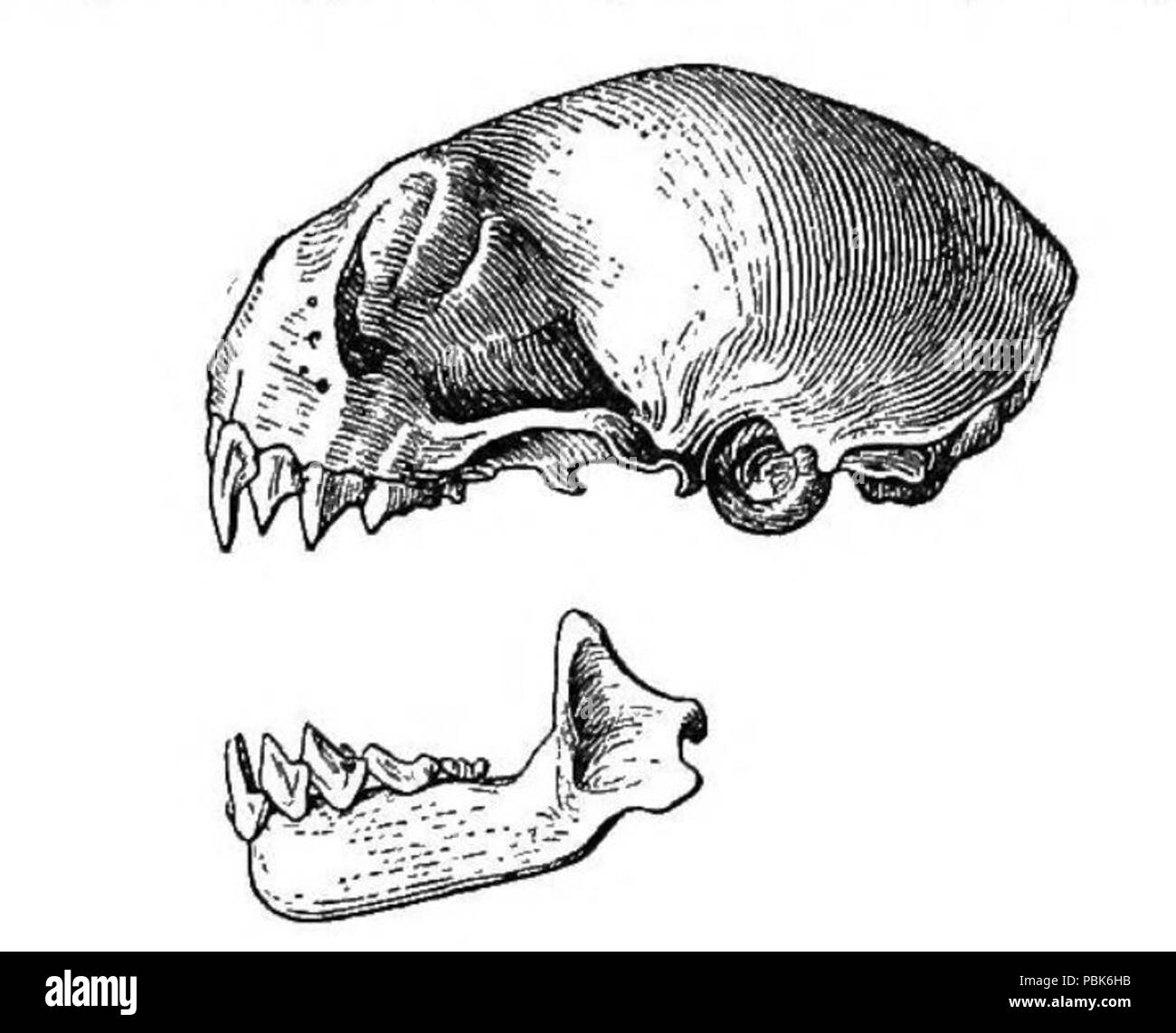 1238 Pygoderma bilabiatum cranio Foto Stock