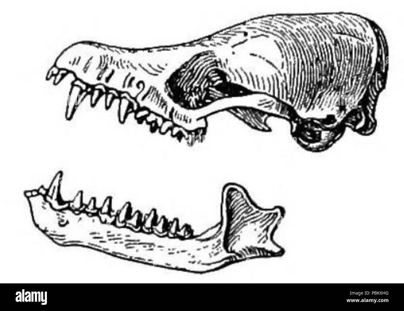 1078 Myotis vivesi cranio Foto Stock