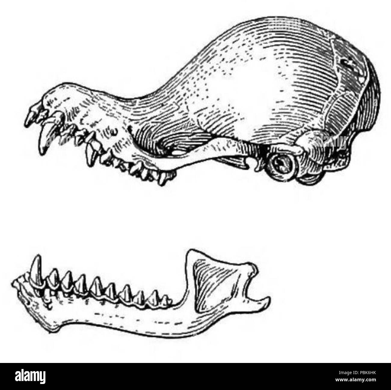 857 Kerivoula hardwickii cranio Foto Stock