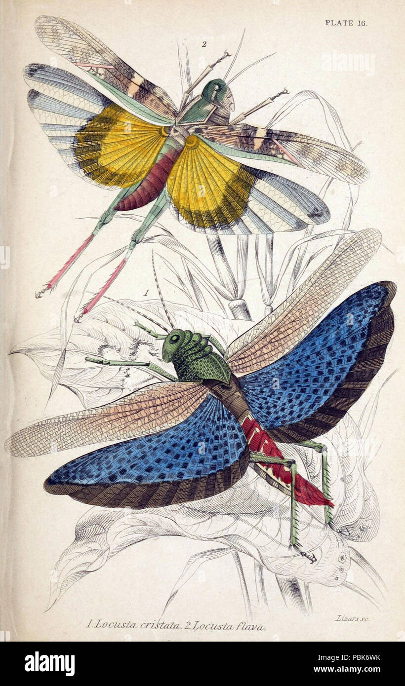 827 Jardine naturalista biblioteca di Entomologia piastra 16 Foto Stock
