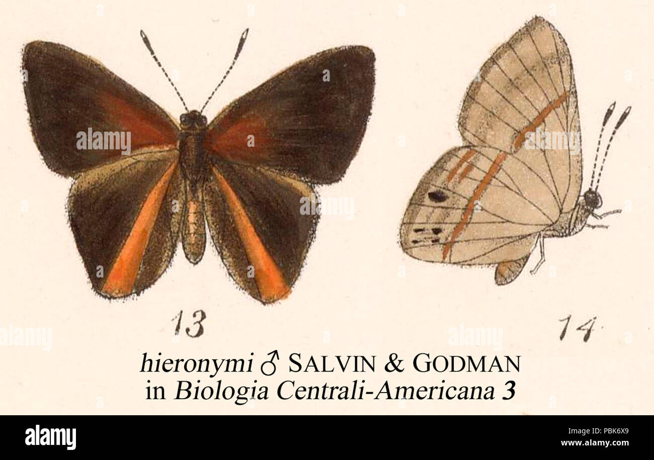 758 HieronymiGodmanSalvinVol3 Foto Stock