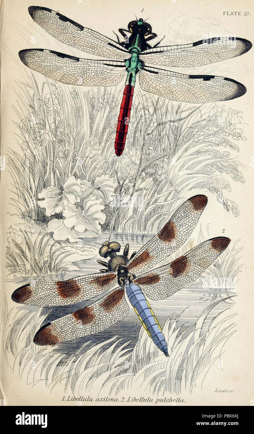 827 Jardine naturalista biblioteca di Entomologia piastra 29 Foto Stock