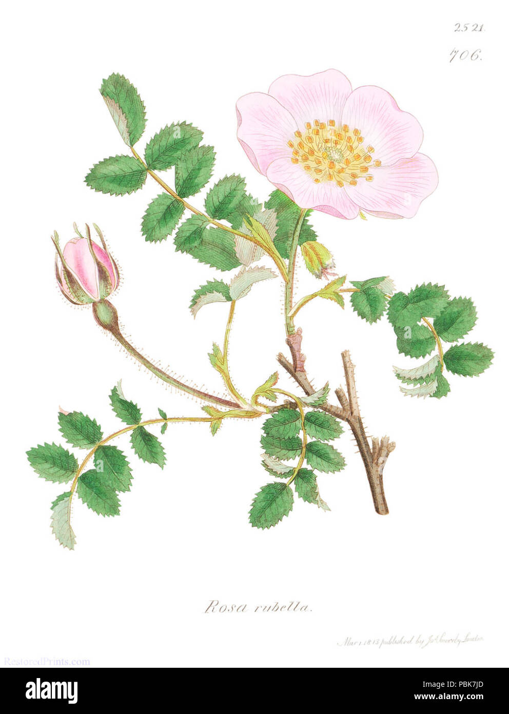 824 James Sowerby - Inglese Botanica Volume 36 - piastra 2521 - Rosa per la rosolia (Rosa canina) Marzo 1813 Foto Stock