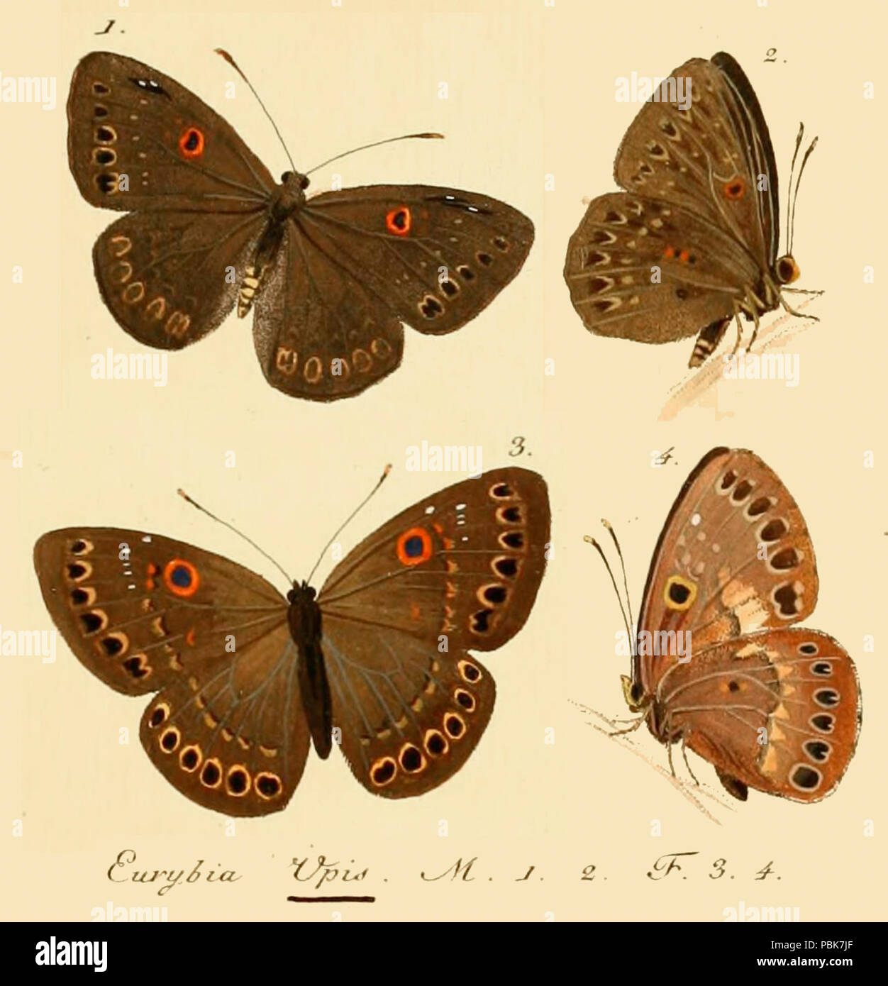 1794 UpisHubner1820OD Foto Stock