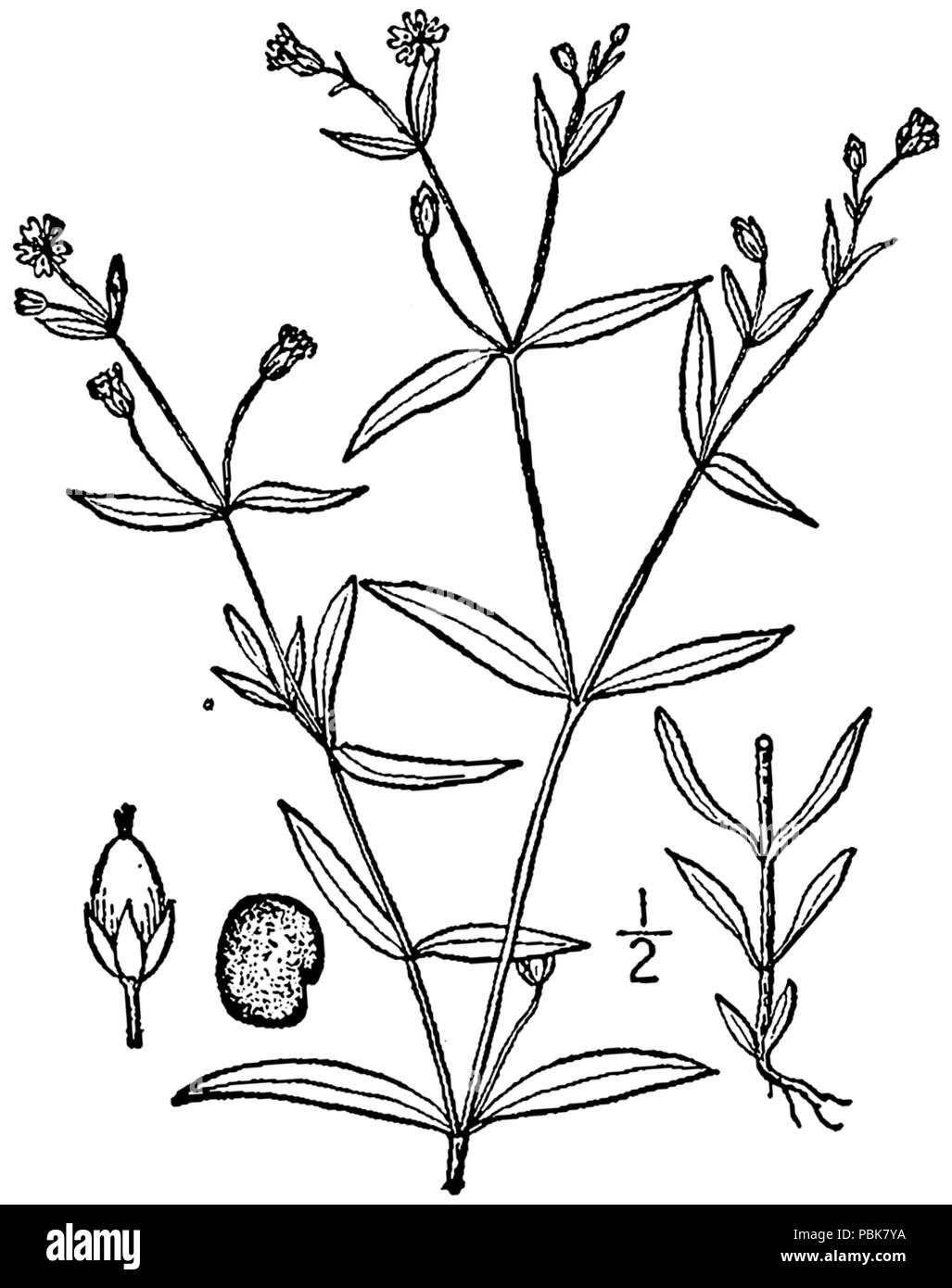 1573 Stellaria borealis BB-1913 Foto Stock