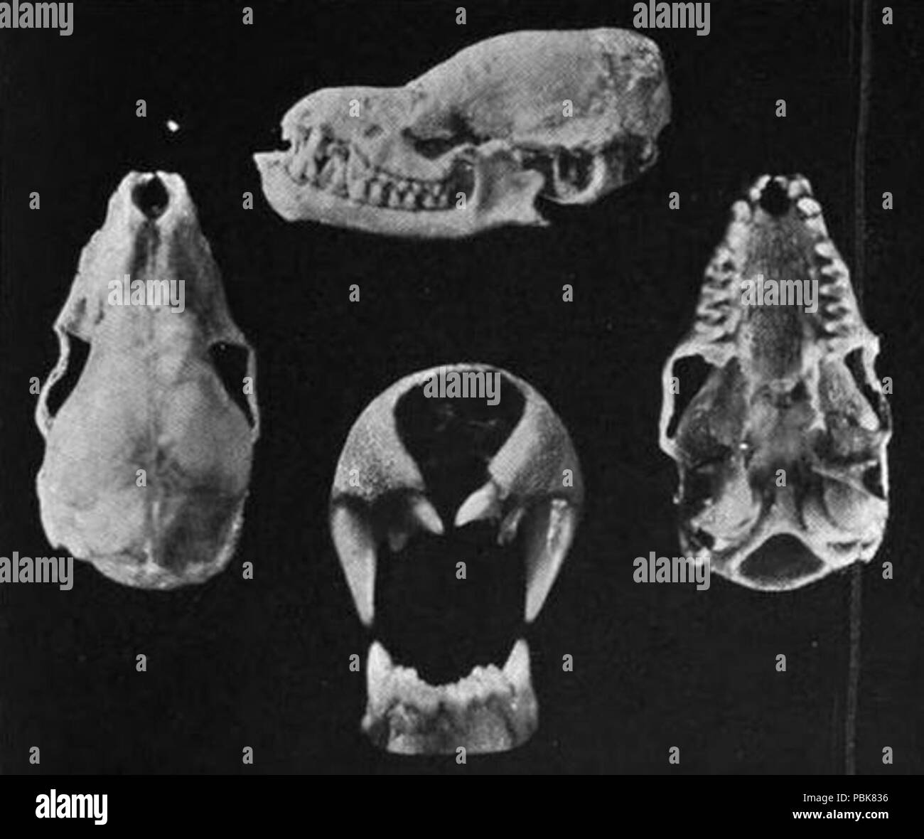 1078 Myotis nigricans Foto Stock