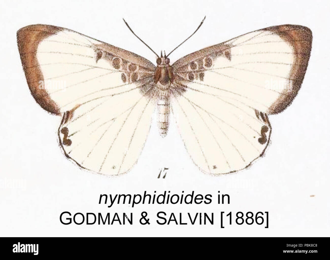 1123 Nymphidioides inGodmanSalvin Foto Stock